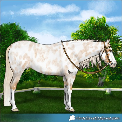 Horse Color:Palomino Roan Splash Near Leopard