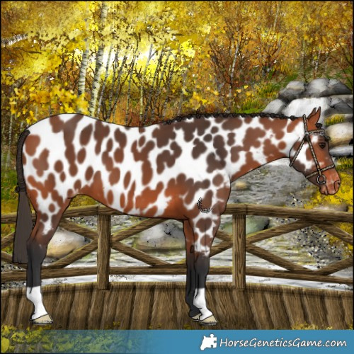 Horse Color:Bay Near Leopard 