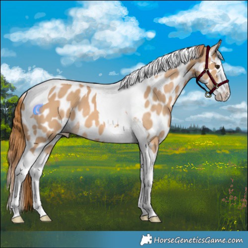 Horse Color:Red Dun Splash Tobiano Leopard