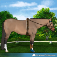 Horse Color:Bay Dun 