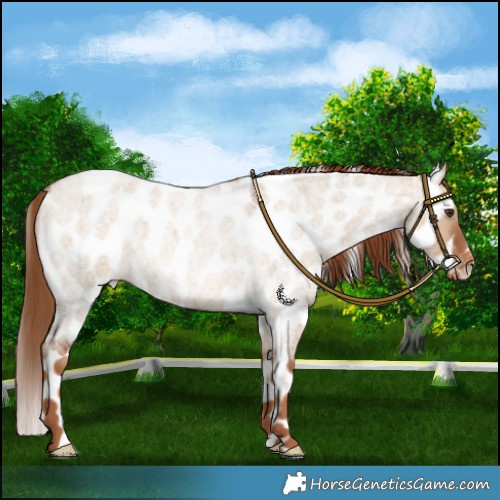 Horse Color:Red Dun Roan Leopard 