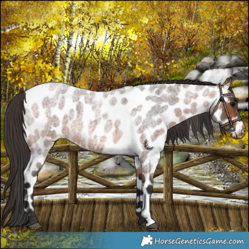 Horse Color:Bay Roan Leopard