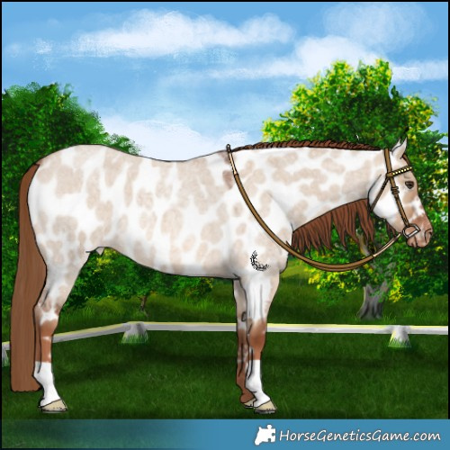 Horse Color:Red Dun Roan Near Leopard 