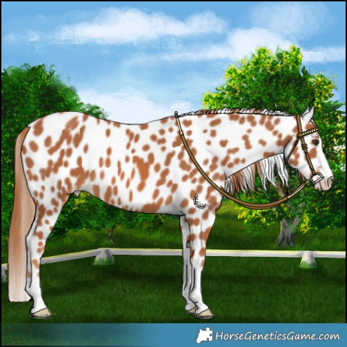 Horse Color:Chestnut Leopard 