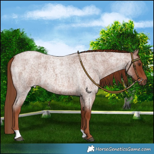 Horse Color:Red Roan Rabicano