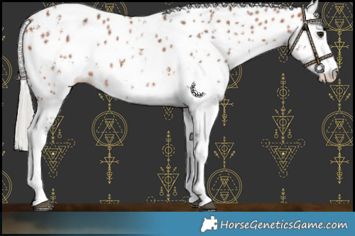 Horse Color:Silver Brown Sabino Leopard Rabicano