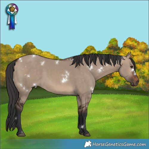 Horse Color:White Spotted Brown Dun 
