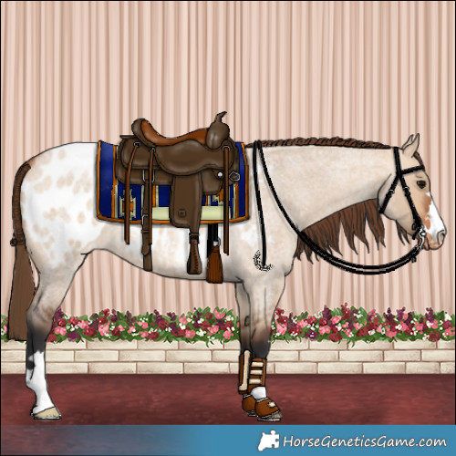 Horse Color:Bay Roan Dun Near Leopard 