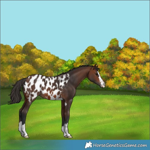Horse Color:Brown Appaloosa 