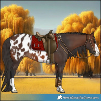 Horse Color:Brown Near Leopard 
