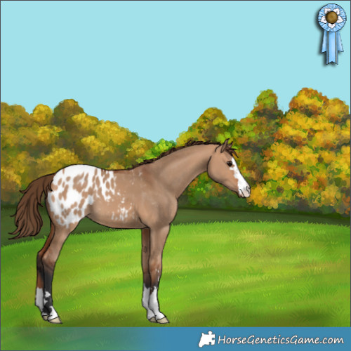 Horse Color:Bay Dun Appaloosa