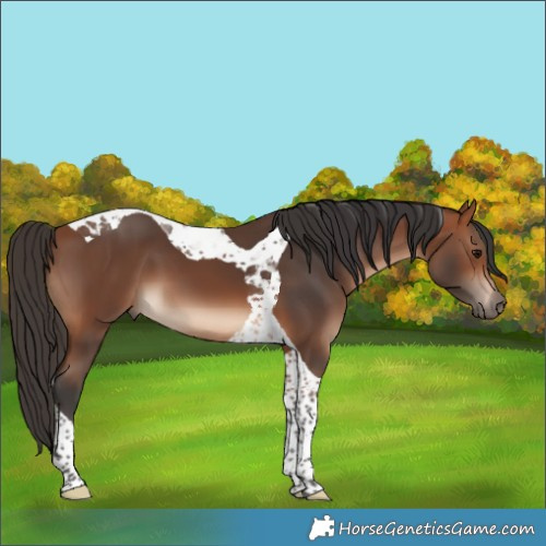 Horse Color:Bay Tobiano 