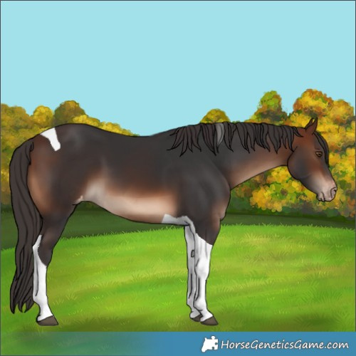 Horse Color:Brown Tobiano Appaloosa 