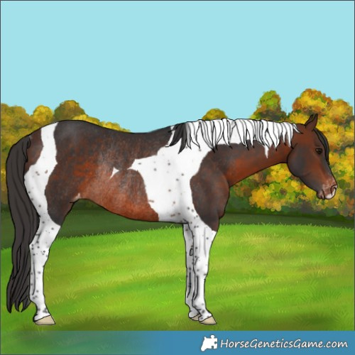 Horse Color:Brown Tobiano Appaloosa Rabicano