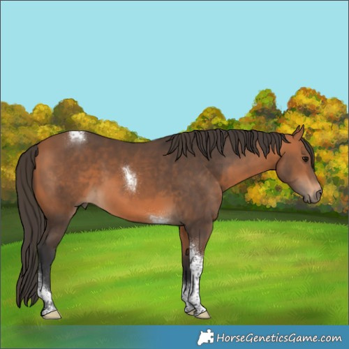 Horse Color:Bay Tobiano Rabicano