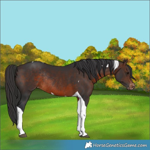 Horse Color:Brown Tobiano Appaloosa Rabicano