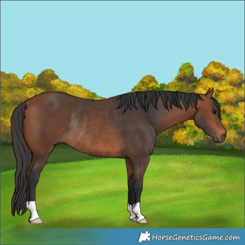 Horse Color:Bay Rabicano
