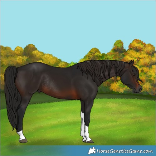 Horse Color:Gray Brown Tobiano Rabicano 