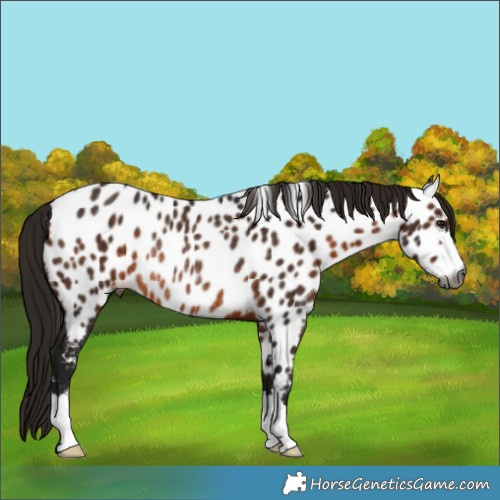Horse Color:Gray Bay Appaloosa Rabicano 