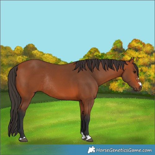Horse Color:Bay Rabicano
