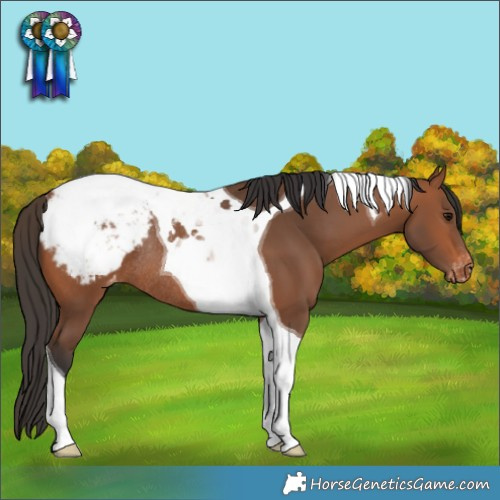 Horse Color:Bay Tobiano Appaloosa Rabicano