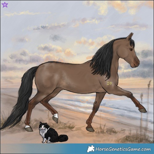 Horse Color:Liver Red Dun Rabicano 