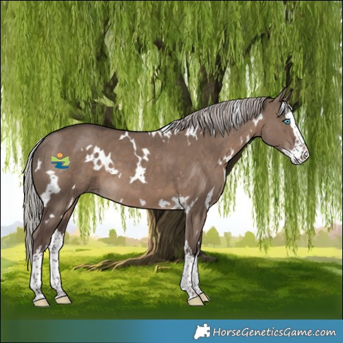 Horse Color:White Spotted Silver Grullo Splash