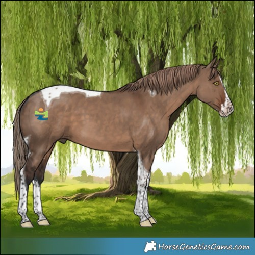 Horse Color:Liver Red Dun Splash Tobiano