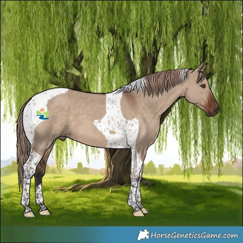 Horse Color:Liver Red Dun Tobiano