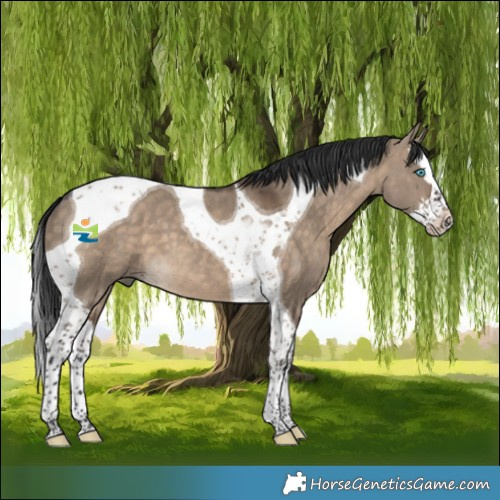 Horse Color:Brown Dun Splash Tobiano