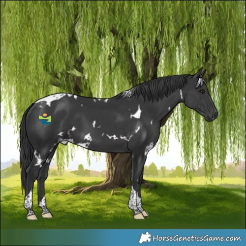 Horse Color:White Spotted Black Tobiano 