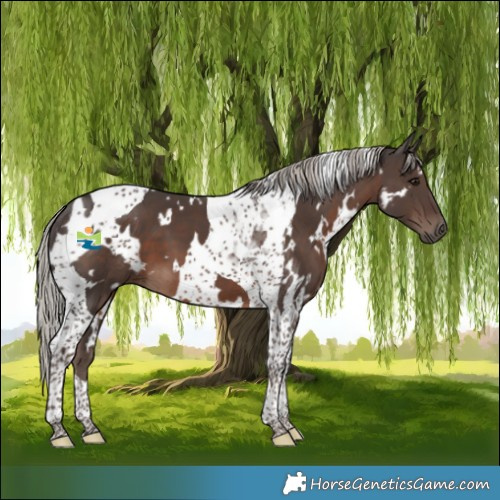 Horse Color:White Spotted Silver Black Tobiano