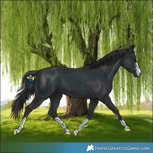 Horse Color:Black 