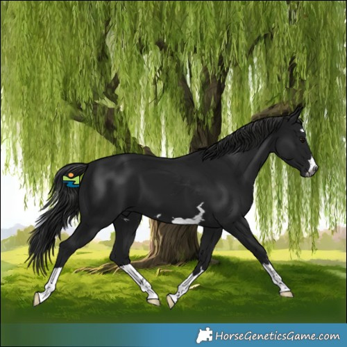 Horse Color:Gray Black 