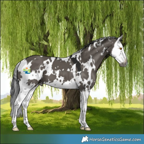 Horse Color:Gray White Spotted Grullo Splash 