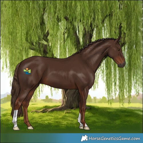 Horse Color:Gray Chestnut 