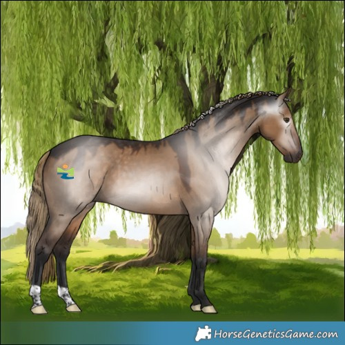Horse Color:Gray Liver Red Dun