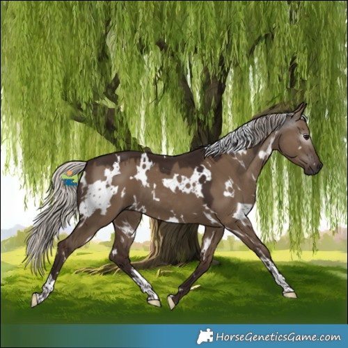 Horse Color:Gray White Spotted Silver Grullo