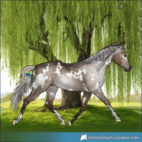 Horse Color:Gray White Spotted Silver Grullo 