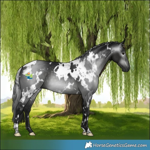 Horse Color:Gray White Spotted Black 