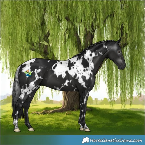 Horse Color:Gray White Spotted Black