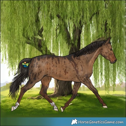 Horse Color:Gray Liver Red Dun Brindle