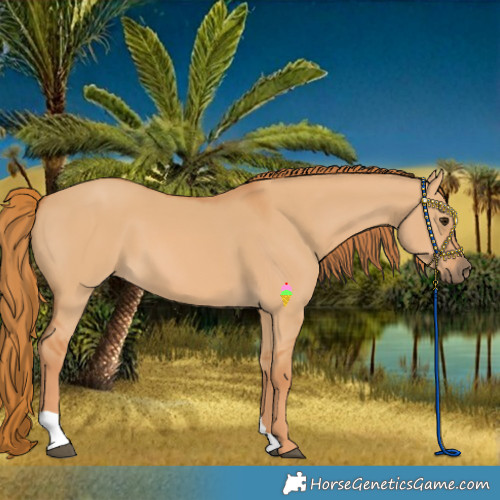 Horse Color:Red Dun 