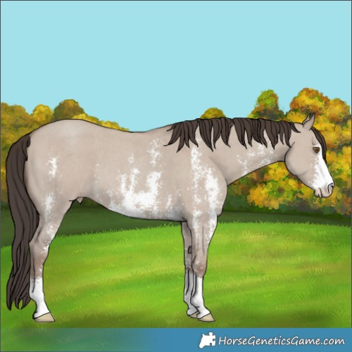 Horse Color:Classic Champagne Dun Sabino 