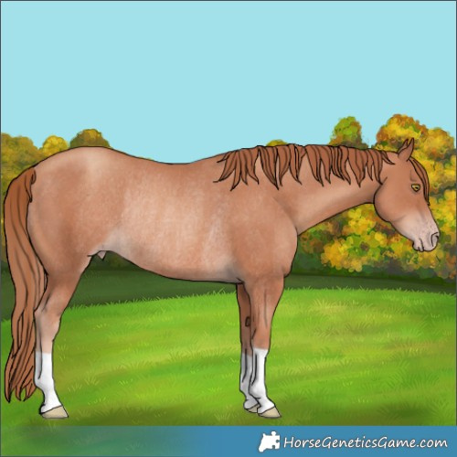 Horse Color:Gold Champagne Rabicano