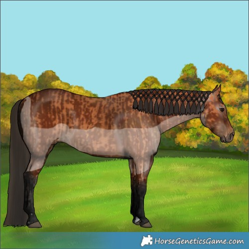 Horse Color:Bay  and Gray Bay 