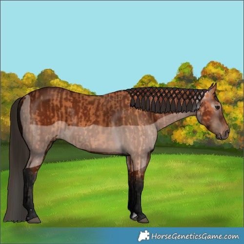 Horse Color:Bay  and Gray Bay 