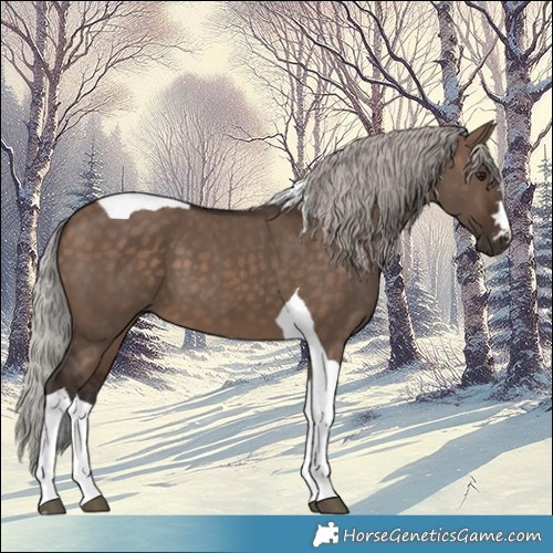 Horse Color:Silver Brown Dun Tobiano 