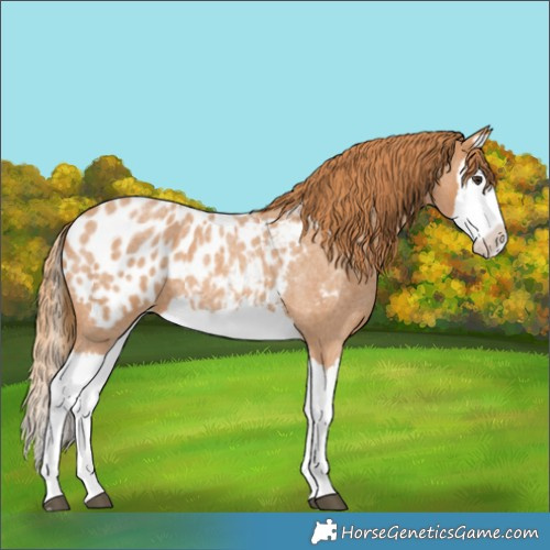 Horse Color:Red Roan Splash Appaloosa