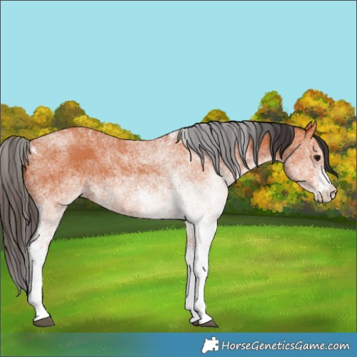 Horse Color:White Spotted Bay 